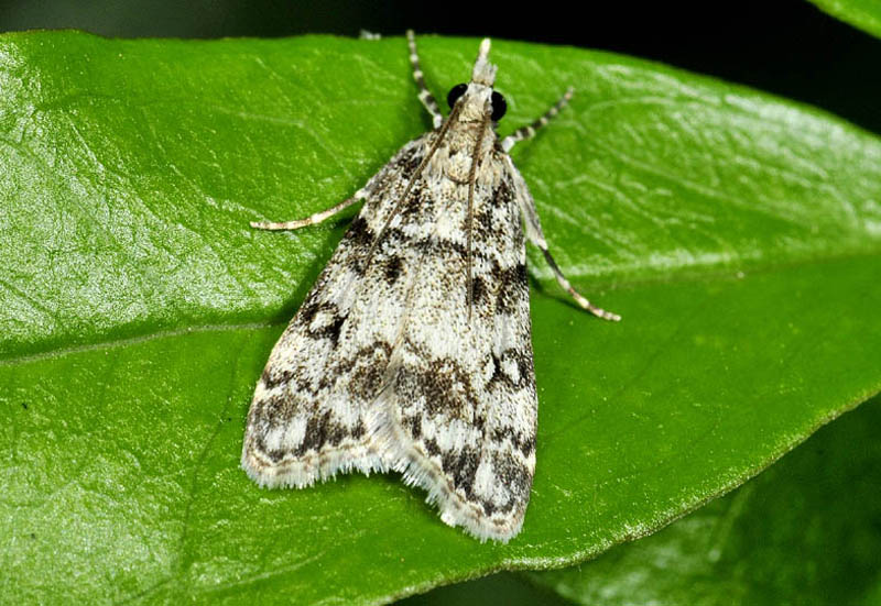 4 Crambidae - Eudonia lacustrata